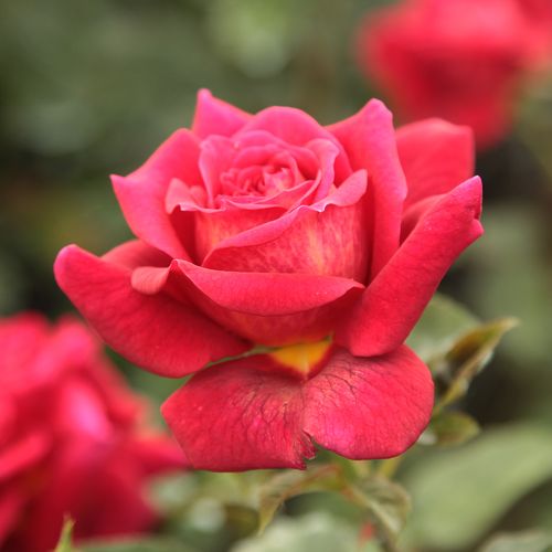 Vendita, rose rose ibridi di tea - rosso - Rosa L'Ami des Jardins™ - rosa dal profumo discreto - Dominique Massad - ,-